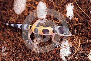 Hatched from an egg little lizard Eublepharis Macularius is cute leopard gecko.