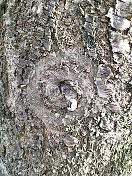 a hatched egg on a tree truck