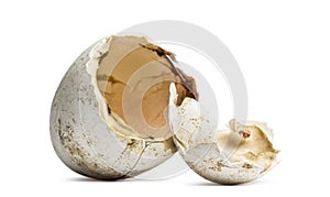 Hatched eggs of a Dalmatian Pelican, Pelecanus crispus photo