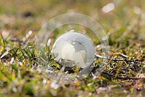 Hatched greylag goose egg on a grass. In Scandinavia Denmark