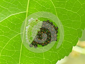 Hatched Insect Eggs Under A Leaf