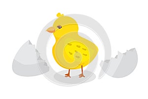 Hatched little chick flat vector illustration
