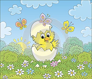 Hatched little yellow Chick with butterflies