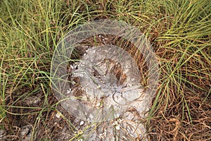 Hatched nest of turtle egg shells at Delnor Wiggins State Park photo