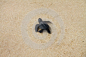 Hatched sea turtle leaving footprints in the wet sand on it`s way into the sea