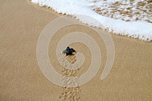 Hatched sea turtle leaving footprints in the wet sand on it`s way into the sea