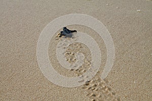 Hatched sea turtle leaving footprints in the wet sand on it`s way into the sea