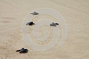 Hatched sea turtle leaving footprints in the wet sand on it`s way into the sea