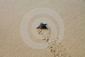 Hatched sea turtle leaving footprints in the wet sand on it`s way into the sea