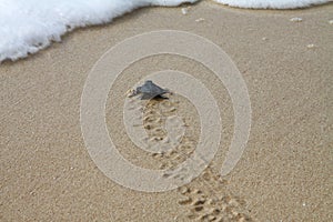 Hatched sea turtle leaving footprints in the wet sand on it`s way into the sea