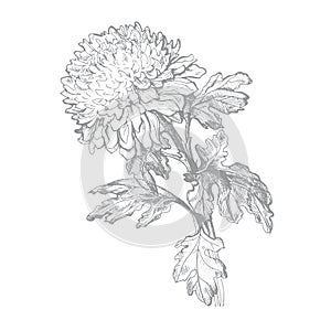 Hatched sketch of Chrysanthemum flower, leaves, stem isolated on white.