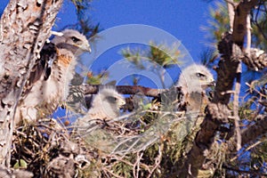 561 Red Tail Hawk Chicks photo