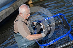 Hatchery worker netting kokanee salmon photo