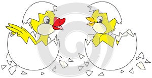 Hatching chick and duckling