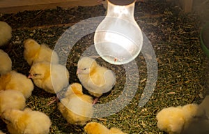 The Hatching Chick in a farm, Keeping chicks warm by poultry heat lamp.