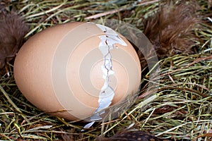 Hatching chick in nest
