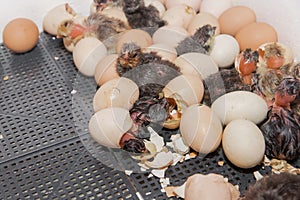 Hatching chicks, chicken eggs, eggshell animal incubator, laying hen, poultry farming