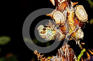 Hatching cicada