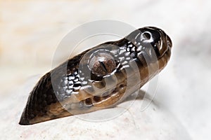 Hatching Diamond Python