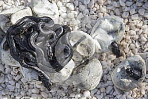 Hatching Diamond Pythons