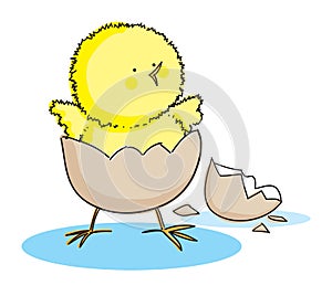 Hatching Easter Chick