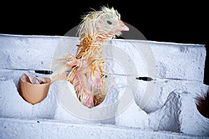 Hatching in an egg box