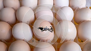 Hatching egg, chicken farm, agricultural, farming industry