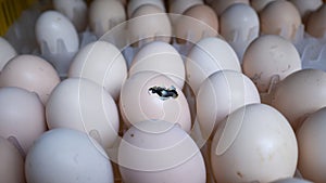 Hatching egg, chicken farm, agricultural, farming industry