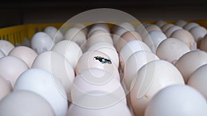 Hatching egg, chicken farm, agricultural, farming industry