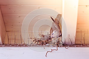 Hatching an egg: Pigeon is sitting in a bird nest