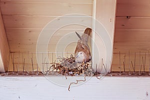 Hatching an egg: Pigeon is sitting in a bird nest