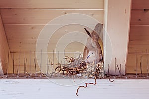 Hatching an egg: Pigeon is sitting in a bird nest