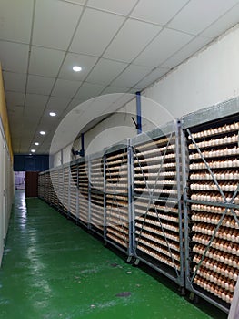 Hatching egg prewarm processing