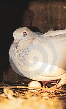 Hatching eggs. Pigeon hatching eggs in nest. Pigeon with little egg.
