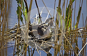 Hatching great crested grebe