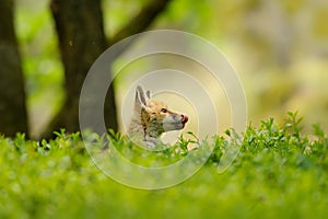 Hatching head of a young fox from a tall blueberry tree in a forest environment