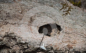 Hatching hole in salix wood of the musk beetle Aromia moscata