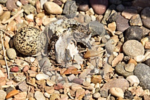 Newly hatching Killdeer chick emerging from it`s egg.