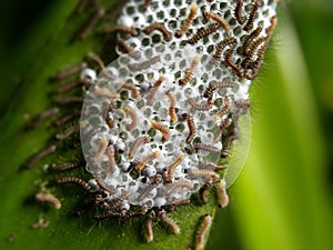 Hatching Tri-Coloured Tiger moth Larvae