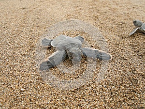 Hatchling baby green turtle chelonia mydas on a beach