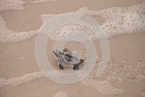 Hatchling baby loggerhead sea turtles Caretta caretta climb out