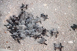 Hatchling baby loggerhead sea turtles Caretta caretta climb out