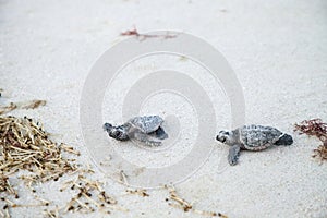 Hatchling baby loggerhead sea turtles Caretta caretta climb out