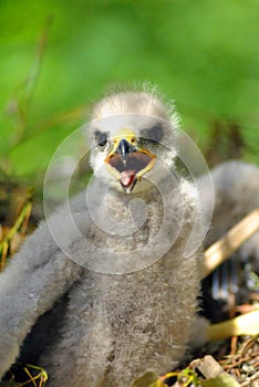 Hatchling the common kestrel Falco tinnunculus, European kestrel, Eurasian kestrel, Old World kestrel bird of prey