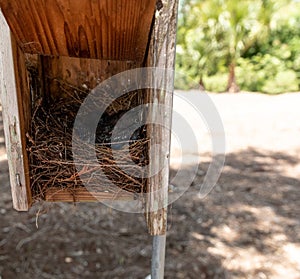 Hatchling eastern bluebirds Sialia sialis in a birdhouse nest