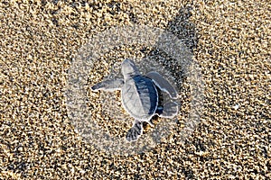 Hatchling of Green sea turtle also called Chelonia mydas