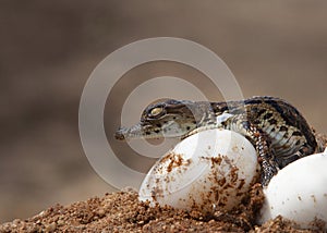 Hatchling Nile Corocdiles