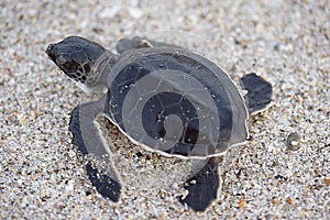 Hatchling Sea Turtle