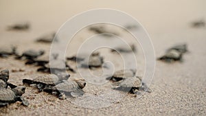 Hatchling turtles scuttle toward ocean at sandy beach. Baby sea turtles race for sea life beginning. Newborn reptiles