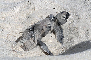 Hatchlings on the beach Bonaire